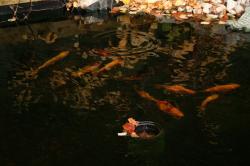Wassergarten