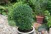 Buchsbaum, Buxus sempervirens, Buchs zur Kugel getrimmt