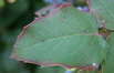 Europäische Stechpalme - Ilex aquifolium