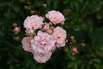 Rosen- und Gartenmesse Kronach Rosen- und Gartenmesse Kronach