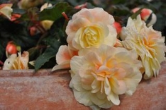 Begonia Chardonnay