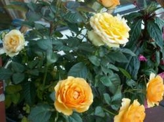 Edelrosen im Garten Edelrosen im Garten