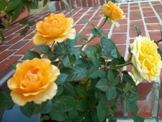 Englische Rosen Englische Rosen
