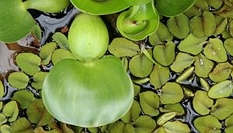 Froschlöffel und Wasserlinsen sind Teichpflanzen Froschlöffel und Wasserlinsen sind Teichpflanzen