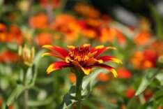 Hessen Hessen Gartenbau-Betriebe