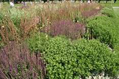 Nordrhein-Westfalen Galabau und Gartenbauer aus Nordrhein-Westfalen