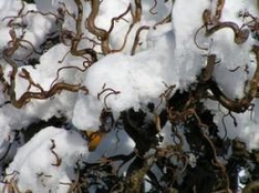Garten im Dezember Garten im Dezember