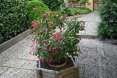 Garten im Oktober