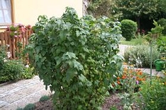 Obststräucher und Sträucher im Garten