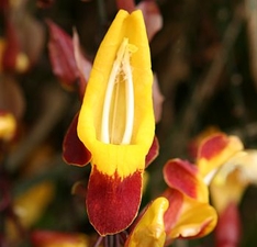 Exotische Pflanzen, Orchidee Exotische Pflanzen, Orchidee