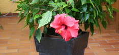 Anzucht Hibiskus im Topf