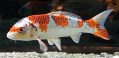 Teich - schöner Koi von der Seite