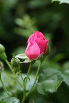 Rosen Pflanzvorbereitung und Pflanzzeit Rosen Pflanzvorbereitung und Pflanzzeit