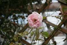 Rosen im Garten