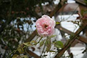 Rosen in ihrer Farbenpracht erfreuen immer wieder das Auge des Betrachters