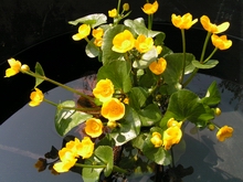 Sumpfdotterblume, Wasserpflanze für den Teich