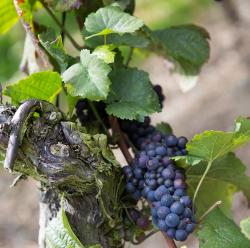 Wilder Wein Wilder Wein