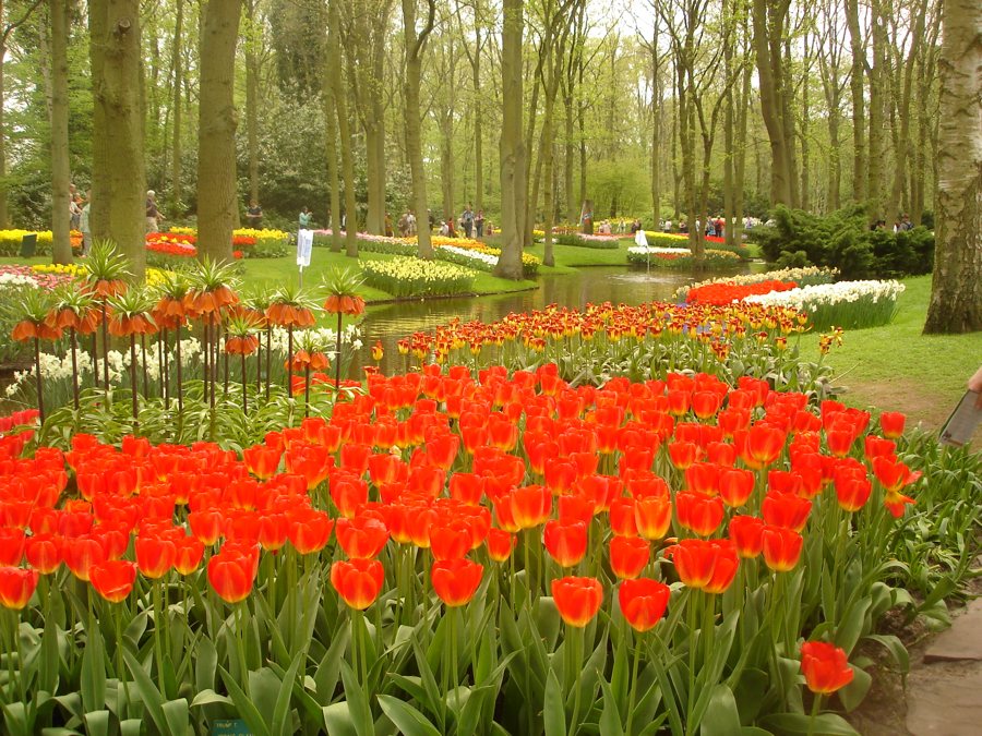 Rote Tulpen im Keukenhof in Lisse