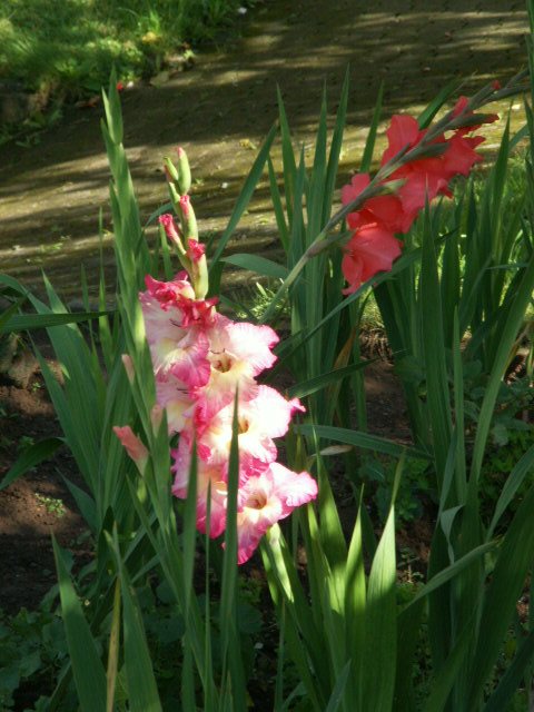 Gladiolen in Rosa und Rot