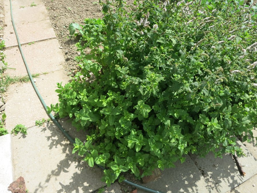 Minze wächst dicht neben einem gepflasterten Gartenweg.