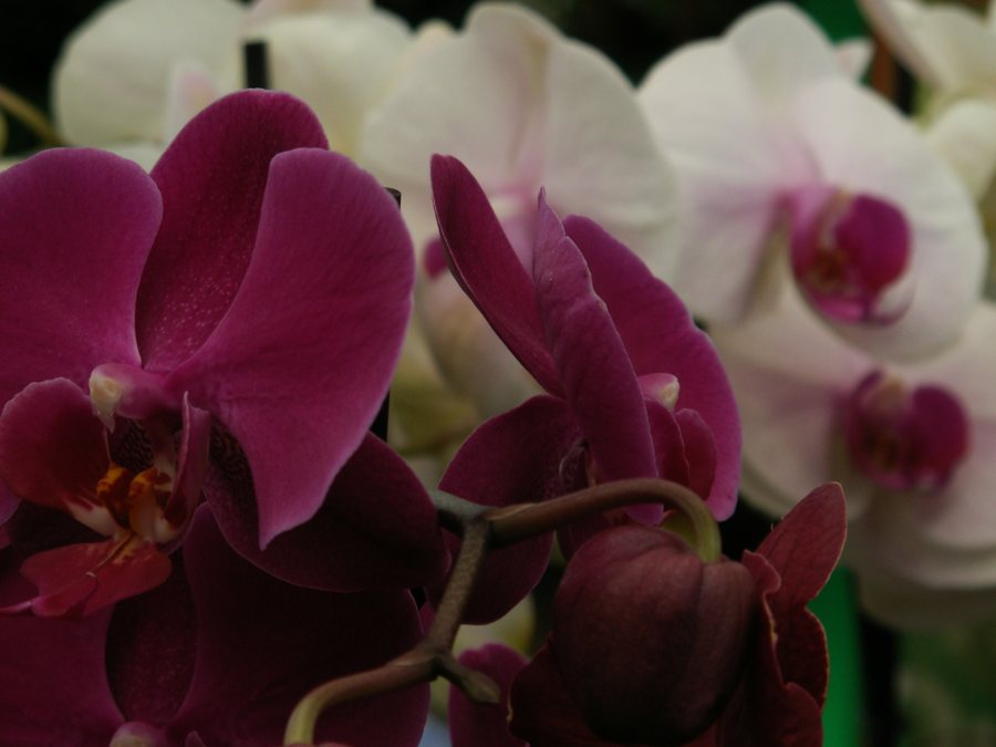 Magenta- und weißblühende Orchideen im Nahaufnahme