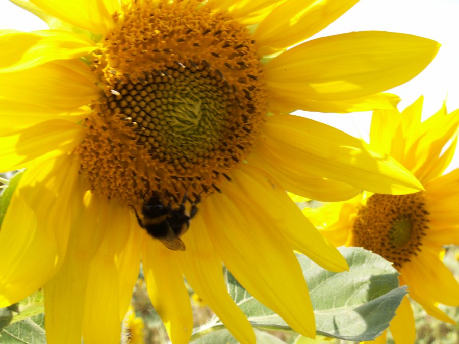 Sonnenblume mit Hummel auf der Blütenmitte