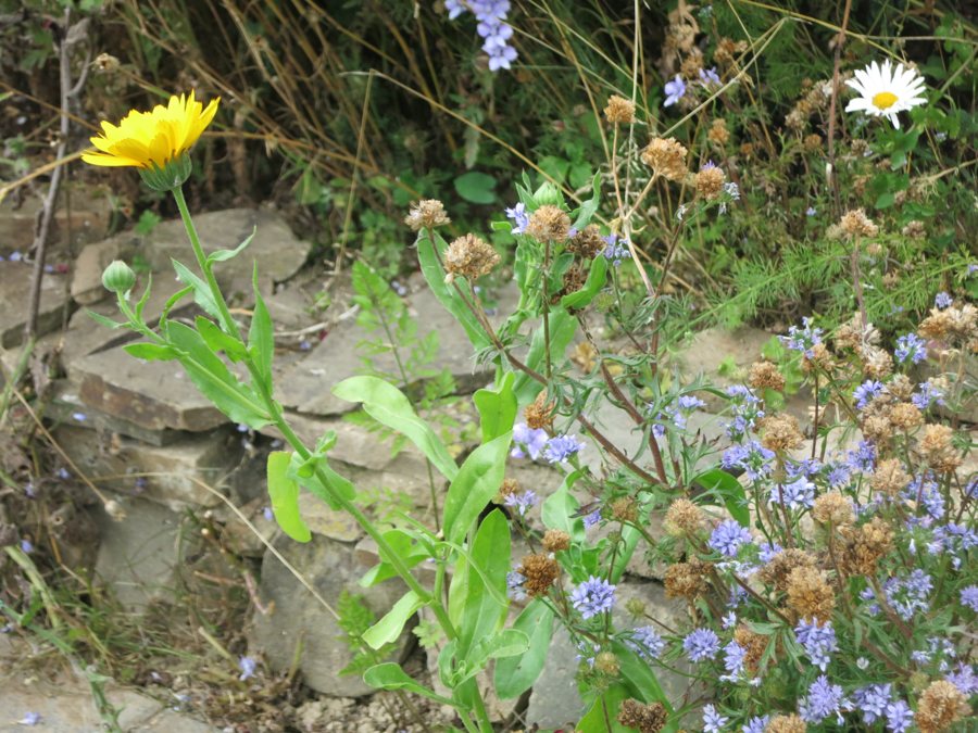 Blühende Pflanzen zwischen Natursteinen im Steingarten