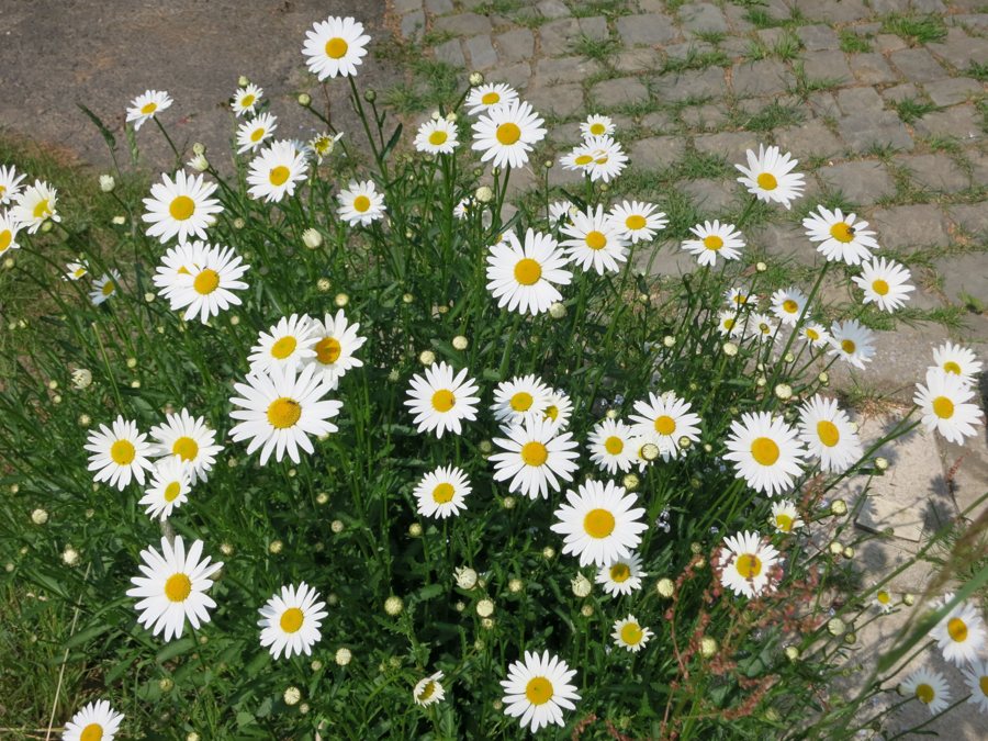 Weiße Margeriten mit gelben Blütenmitten wachsen neben einem Steinweg im Garten.