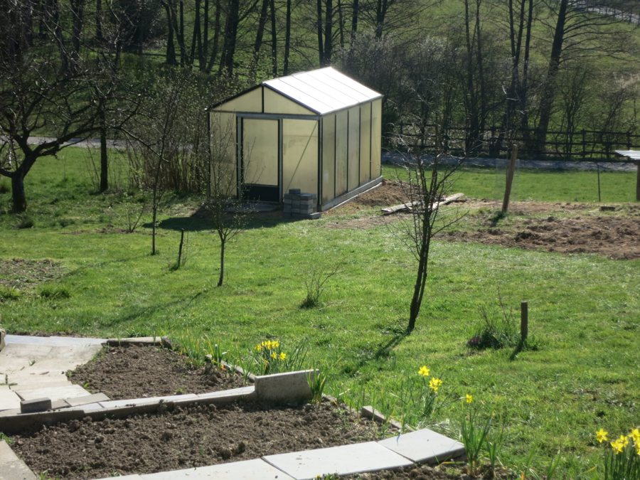 Gelbe Narzissen blühen am Rand eines Gartenbeets.