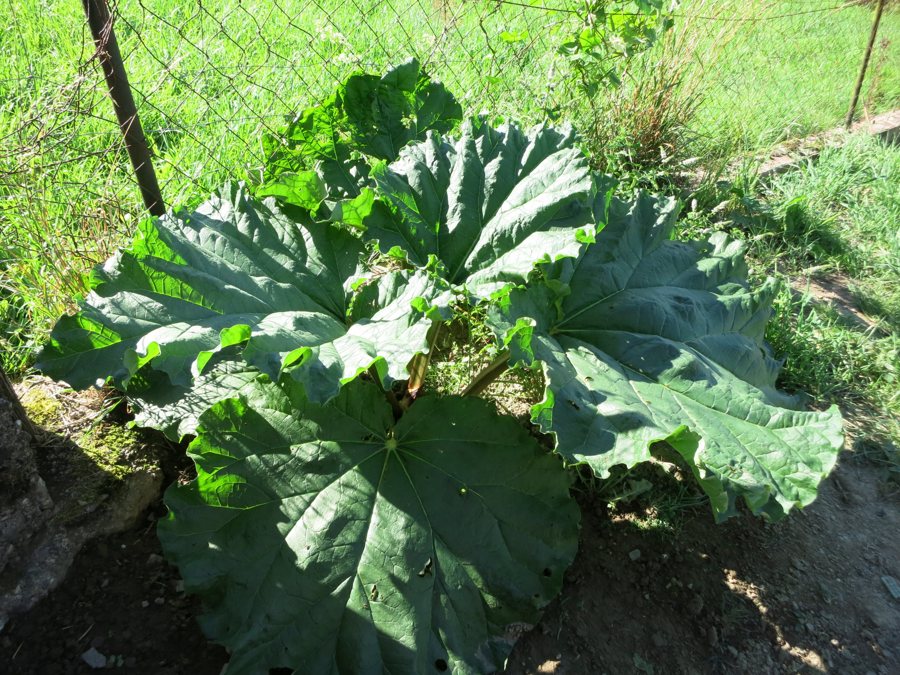 Rhabarber wächst im Garten im Juni.