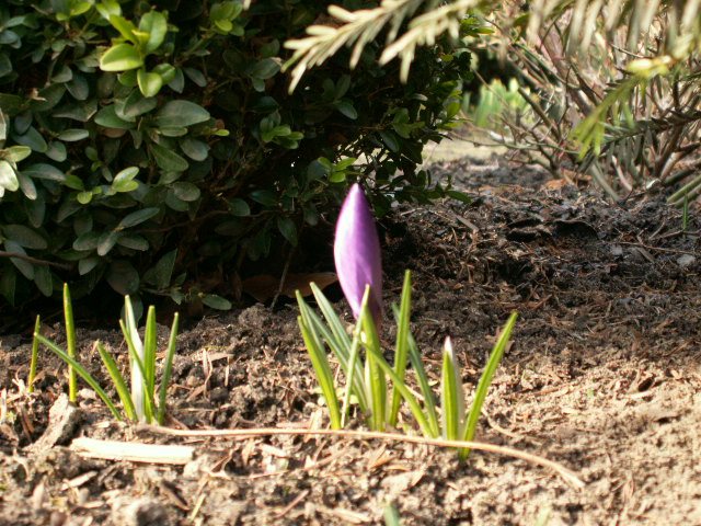 Krokusse blühen als frühe Frühlingsblumen im Februar.