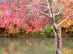 Garten im Herbst