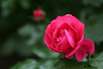 Rosen und ihre Geschichte Rosen und ihre Geschichte