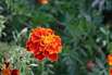 Tagetes