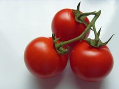 Gemüse, Tomaten sind Obst und kein Gemüse