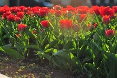 Gartenausstellung  Merzen