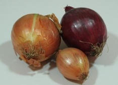 Zwiebeln und Lauch im Garten Zwiebeln und Lauch im Garten