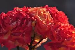Alte Rosen