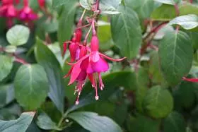 Fuchsien