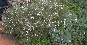 Schleierkraut - Bodendeckende Pflanzen für den Garten