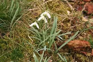 Schneeglöckchen